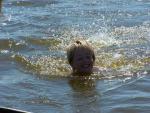 2009-06 zeilen met de welpen 22.jpg